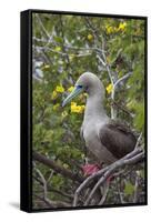 Red Footed Booby (Sula Sula) in Red Mangrove-G and M Therin-Weise-Framed Stretched Canvas