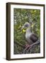 Red Footed Booby (Sula Sula) in Red Mangrove-G and M Therin-Weise-Framed Photographic Print