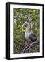 Red Footed Booby (Sula Sula) in Red Mangrove-G and M Therin-Weise-Framed Photographic Print