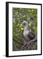 Red Footed Booby (Sula Sula) in Red Mangrove-G and M Therin-Weise-Framed Photographic Print