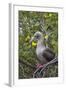 Red Footed Booby (Sula Sula) in Red Mangrove-G and M Therin-Weise-Framed Photographic Print