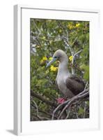 Red Footed Booby (Sula Sula) in Red Mangrove-G and M Therin-Weise-Framed Photographic Print