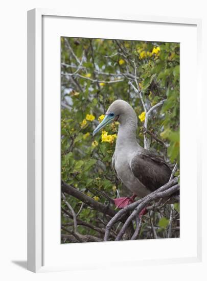 Red Footed Booby (Sula Sula) in Red Mangrove-G and M Therin-Weise-Framed Photographic Print