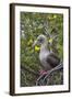 Red Footed Booby (Sula Sula) in Red Mangrove-G and M Therin-Weise-Framed Photographic Print