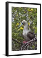 Red Footed Booby (Sula Sula) in Red Mangrove-G and M Therin-Weise-Framed Photographic Print