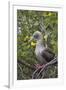 Red Footed Booby (Sula Sula) in Red Mangrove-G and M Therin-Weise-Framed Photographic Print