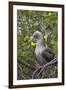 Red Footed Booby (Sula Sula) in Red Mangrove-G and M Therin-Weise-Framed Photographic Print