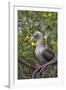 Red Footed Booby (Sula Sula) in Red Mangrove-G and M Therin-Weise-Framed Photographic Print