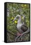 Red Footed Booby (Sula Sula) in Red Mangrove-G and M Therin-Weise-Framed Stretched Canvas
