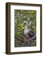 Red Footed Booby (Sula Sula) in Red Mangrove-G and M Therin-Weise-Framed Photographic Print