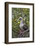 Red Footed Booby (Sula Sula) in Red Mangrove-G and M Therin-Weise-Framed Photographic Print