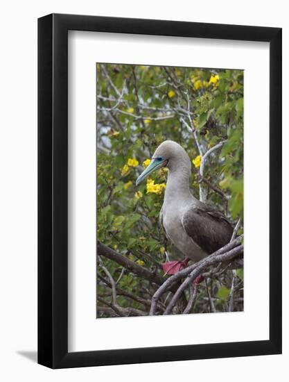 Red Footed Booby (Sula Sula) in Red Mangrove-G and M Therin-Weise-Framed Photographic Print