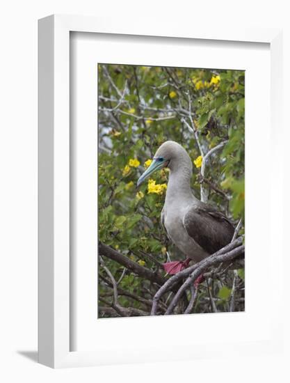 Red Footed Booby (Sula Sula) in Red Mangrove-G and M Therin-Weise-Framed Photographic Print