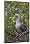 Red Footed Booby (Sula Sula) in Red Mangrove-G and M Therin-Weise-Mounted Photographic Print