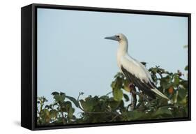 Red-Footed Booby White Morph in Ziricote Trees, Half Moon Caye Colony, Lighthouse Reef, Atoll-Pete Oxford-Framed Stretched Canvas