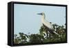 Red-Footed Booby White Morph in Ziricote Trees, Half Moon Caye Colony, Lighthouse Reef, Atoll-Pete Oxford-Framed Stretched Canvas