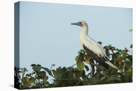 Red-Footed Booby White Morph in Ziricote Trees, Half Moon Caye Colony, Lighthouse Reef, Atoll-Pete Oxford-Stretched Canvas