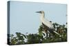 Red-Footed Booby White Morph in Ziricote Trees, Half Moon Caye Colony, Lighthouse Reef, Atoll-Pete Oxford-Stretched Canvas