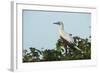 Red-Footed Booby White Morph in Ziricote Trees, Half Moon Caye Colony, Lighthouse Reef, Atoll-Pete Oxford-Framed Photographic Print