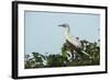 Red-Footed Booby White Morph in Ziricote Trees, Half Moon Caye Colony, Lighthouse Reef, Atoll-Pete Oxford-Framed Photographic Print