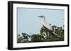 Red-Footed Booby White Morph in Ziricote Trees, Half Moon Caye Colony, Lighthouse Reef, Atoll-Pete Oxford-Framed Photographic Print