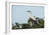Red-Footed Booby White Morph in Ziricote Trees, Half Moon Caye Colony, Lighthouse Reef, Atoll-Pete Oxford-Framed Photographic Print