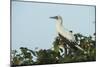 Red-Footed Booby White Morph in Ziricote Trees, Half Moon Caye Colony, Lighthouse Reef, Atoll-Pete Oxford-Mounted Photographic Print