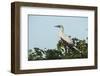 Red-Footed Booby White Morph in Ziricote Trees, Half Moon Caye Colony, Lighthouse Reef, Atoll-Pete Oxford-Framed Photographic Print