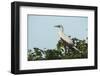 Red-Footed Booby White Morph in Ziricote Trees, Half Moon Caye Colony, Lighthouse Reef, Atoll-Pete Oxford-Framed Photographic Print