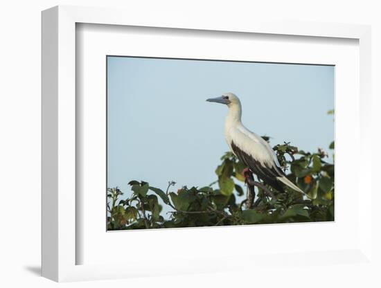 Red-Footed Booby White Morph in Ziricote Trees, Half Moon Caye Colony, Lighthouse Reef, Atoll-Pete Oxford-Framed Photographic Print