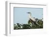 Red-Footed Booby White Morph in Ziricote Trees, Half Moon Caye Colony, Lighthouse Reef, Atoll-Pete Oxford-Framed Photographic Print