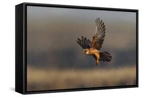 Red Footed Falcon (Falco Vespertinus) Hunting, Bagerova Steppe, Kerch Peninsula, Crimea, Ukraine-Lesniewski-Framed Stretched Canvas