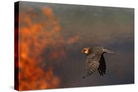 Red Footed Falcon (Falco Vespertinus) Hunting, Bagerova Steppe, Kerch Peninsula, Crimea, Ukraine-Lesniewski-Stretched Canvas