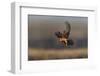 Red Footed Falcon (Falco Vespertinus) Hunting, Bagerova Steppe, Kerch Peninsula, Crimea, Ukraine-Lesniewski-Framed Photographic Print