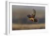 Red Footed Falcon (Falco Vespertinus) Hunting, Bagerova Steppe, Kerch Peninsula, Crimea, Ukraine-Lesniewski-Framed Photographic Print