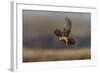Red Footed Falcon (Falco Vespertinus) Hunting, Bagerova Steppe, Kerch Peninsula, Crimea, Ukraine-Lesniewski-Framed Photographic Print