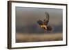 Red Footed Falcon (Falco Vespertinus) Hunting, Bagerova Steppe, Kerch Peninsula, Crimea, Ukraine-Lesniewski-Framed Photographic Print