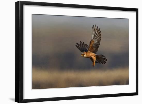 Red Footed Falcon (Falco Vespertinus) Hunting, Bagerova Steppe, Kerch Peninsula, Crimea, Ukraine-Lesniewski-Framed Photographic Print