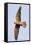 Red Footed Falcon (Falco Vespertinus) in Flight, Danube Delta, Romania, May 2009-Presti-Framed Stretched Canvas