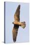 Red Footed Falcon (Falco Vespertinus) in Flight, Danube Delta, Romania, May 2009-Presti-Stretched Canvas