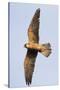 Red Footed Falcon (Falco Vespertinus) in Flight, Danube Delta, Romania, May 2009-Presti-Stretched Canvas