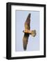 Red Footed Falcon (Falco Vespertinus) in Flight, Danube Delta, Romania, May 2009-Presti-Framed Photographic Print