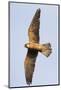 Red Footed Falcon (Falco Vespertinus) in Flight, Danube Delta, Romania, May 2009-Presti-Mounted Photographic Print