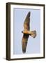 Red Footed Falcon (Falco Vespertinus) in Flight, Danube Delta, Romania, May 2009-Presti-Framed Photographic Print