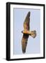 Red Footed Falcon (Falco Vespertinus) in Flight, Danube Delta, Romania, May 2009-Presti-Framed Photographic Print