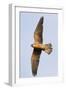 Red Footed Falcon (Falco Vespertinus) in Flight, Danube Delta, Romania, May 2009-Presti-Framed Photographic Print