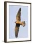 Red Footed Falcon (Falco Vespertinus) in Flight, Danube Delta, Romania, May 2009-Presti-Framed Photographic Print