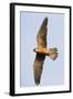 Red Footed Falcon (Falco Vespertinus) in Flight, Danube Delta, Romania, May 2009-Presti-Framed Photographic Print