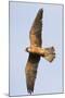 Red Footed Falcon (Falco Vespertinus) in Flight, Danube Delta, Romania, May 2009-Presti-Mounted Photographic Print