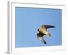 Red-Footed Falcon (Falco Vespertinus) Low Angle Shot of Female in Flight, Hortobagy Np, Hungary-Varesvuo-Framed Photographic Print